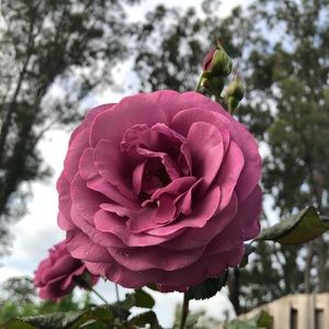 Meet your Posher, Su